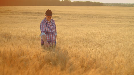 Senior-Adult-farmer-takes-his-hands-on-the-wheat-spikes-and-examines-them-while-studying-at-sunset-in-a-cap-in-slow-motion